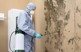 Why You Should Choose Our Mold Remediation Services in Brunswick, GA